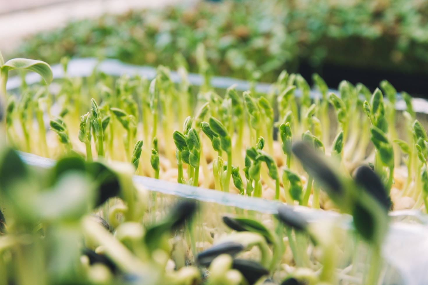 The Future of Homegrown Foods: Hydroponics